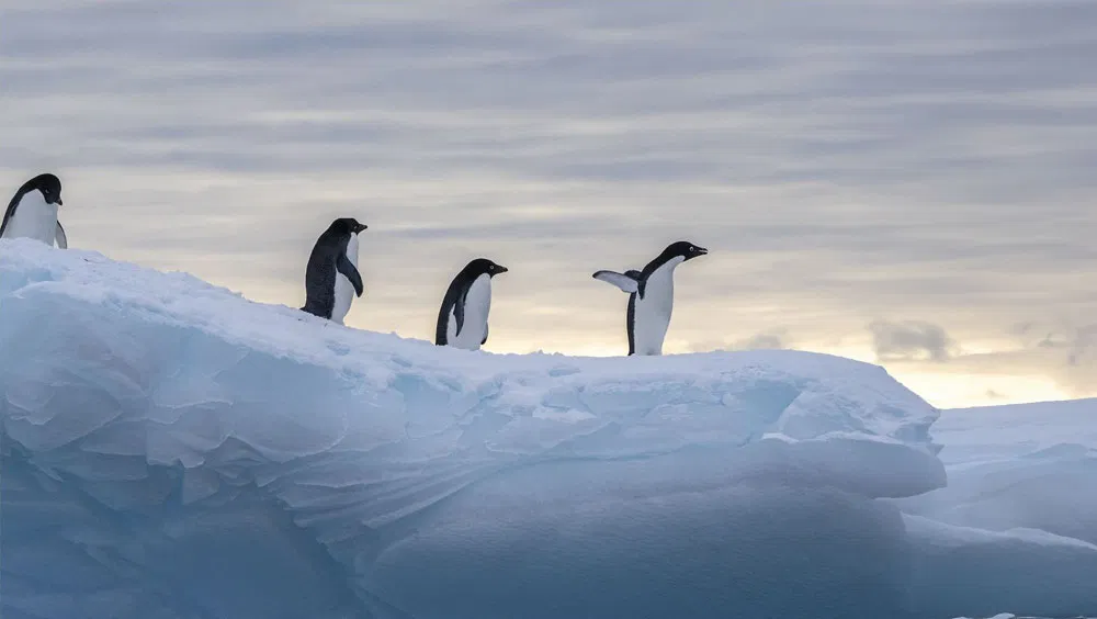 How To Get To Antarctica