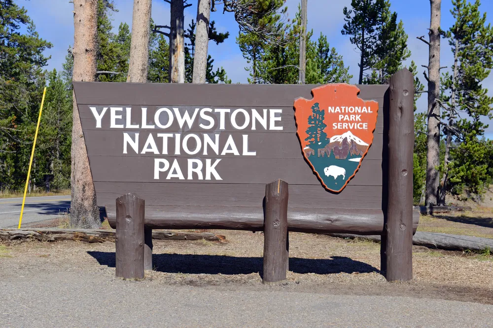 Yellowstone Summer 2024: Grizzly Conservation Success and Road Updates