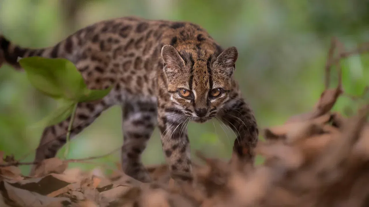 Bolivia's New Cat Species: See the Tilcayo Tiger Cat
