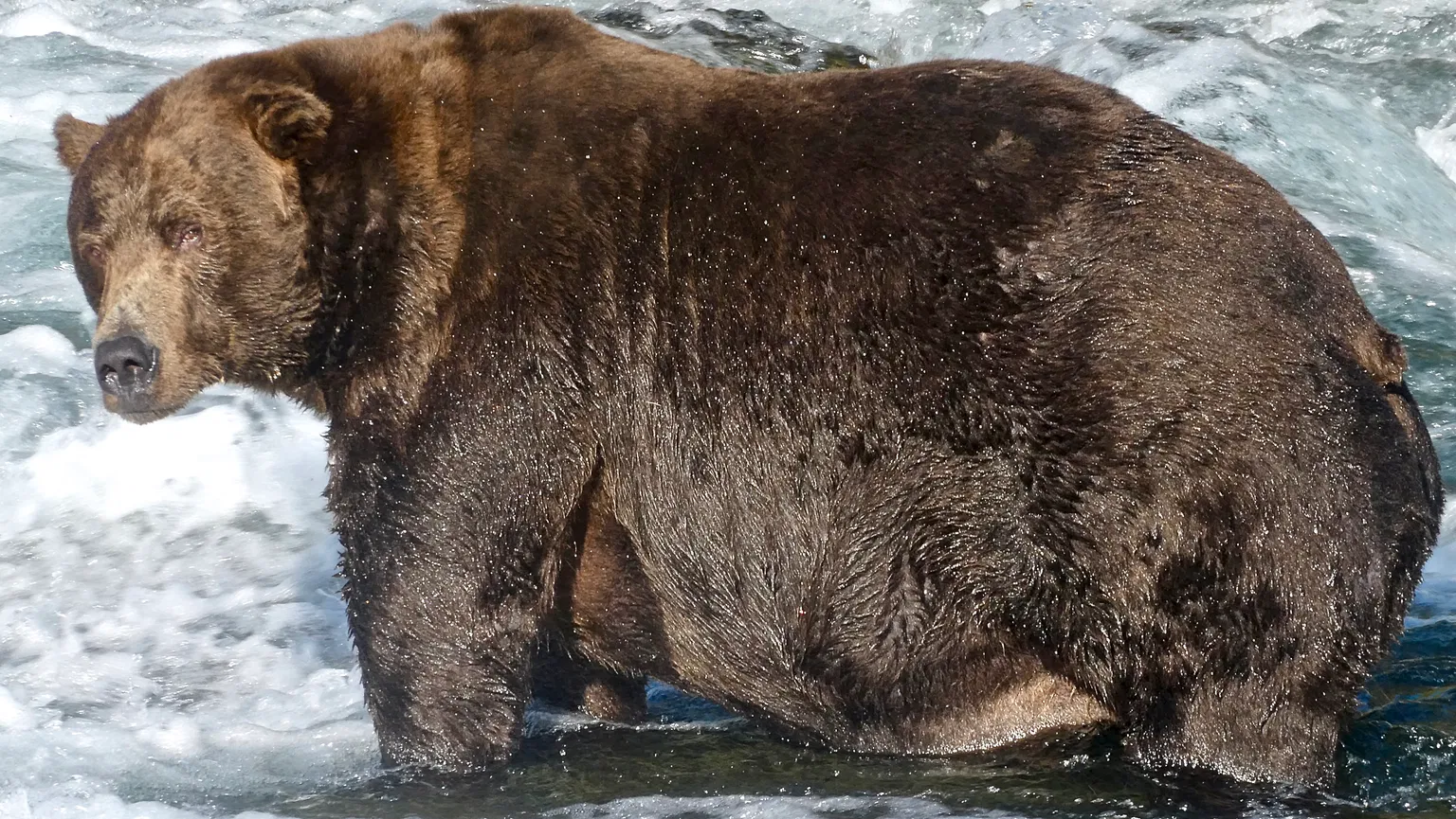 Fat Bear Week 2026: How to See Katmai's Famous Brown Bears