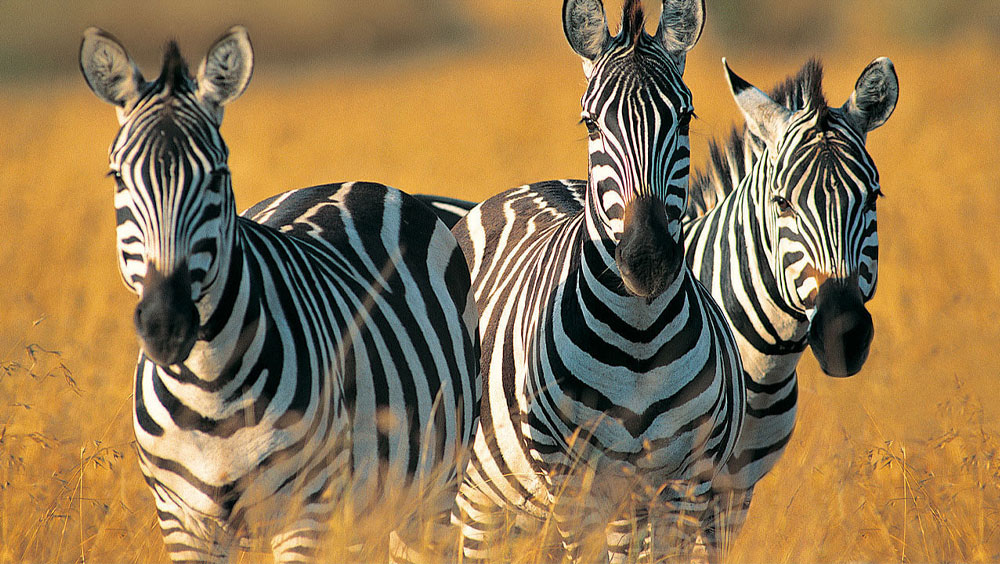 5 Interesting Places to Encounter Wildlife