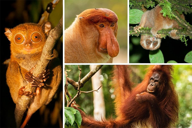 Borneo