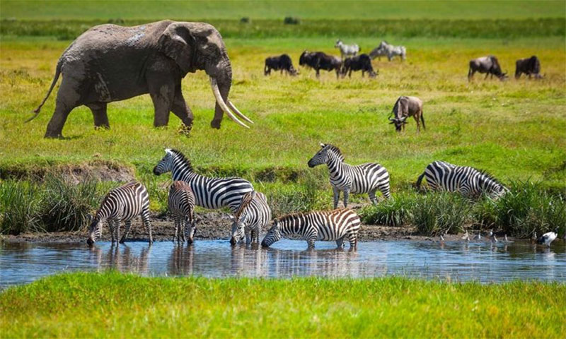 Tanzania