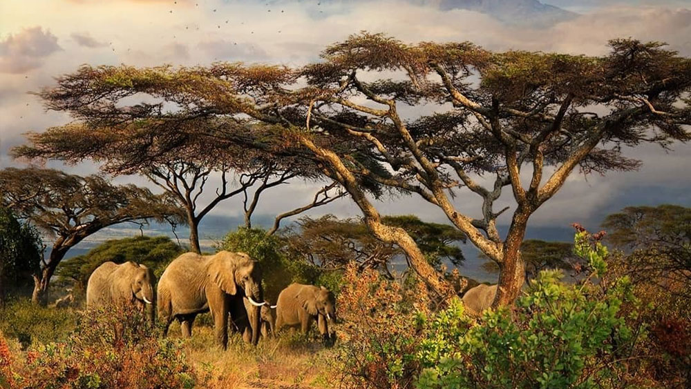 Things to Know Before You Book a Trip to Africa