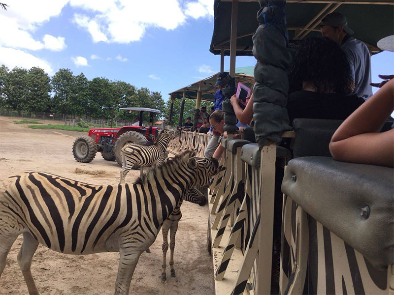 A Safari Adventure