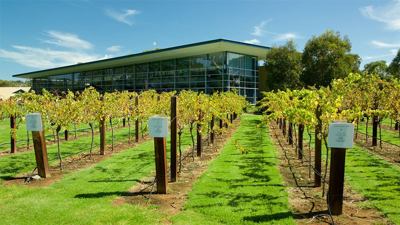 Touring Wine Country on Your Holiday in Adelaide