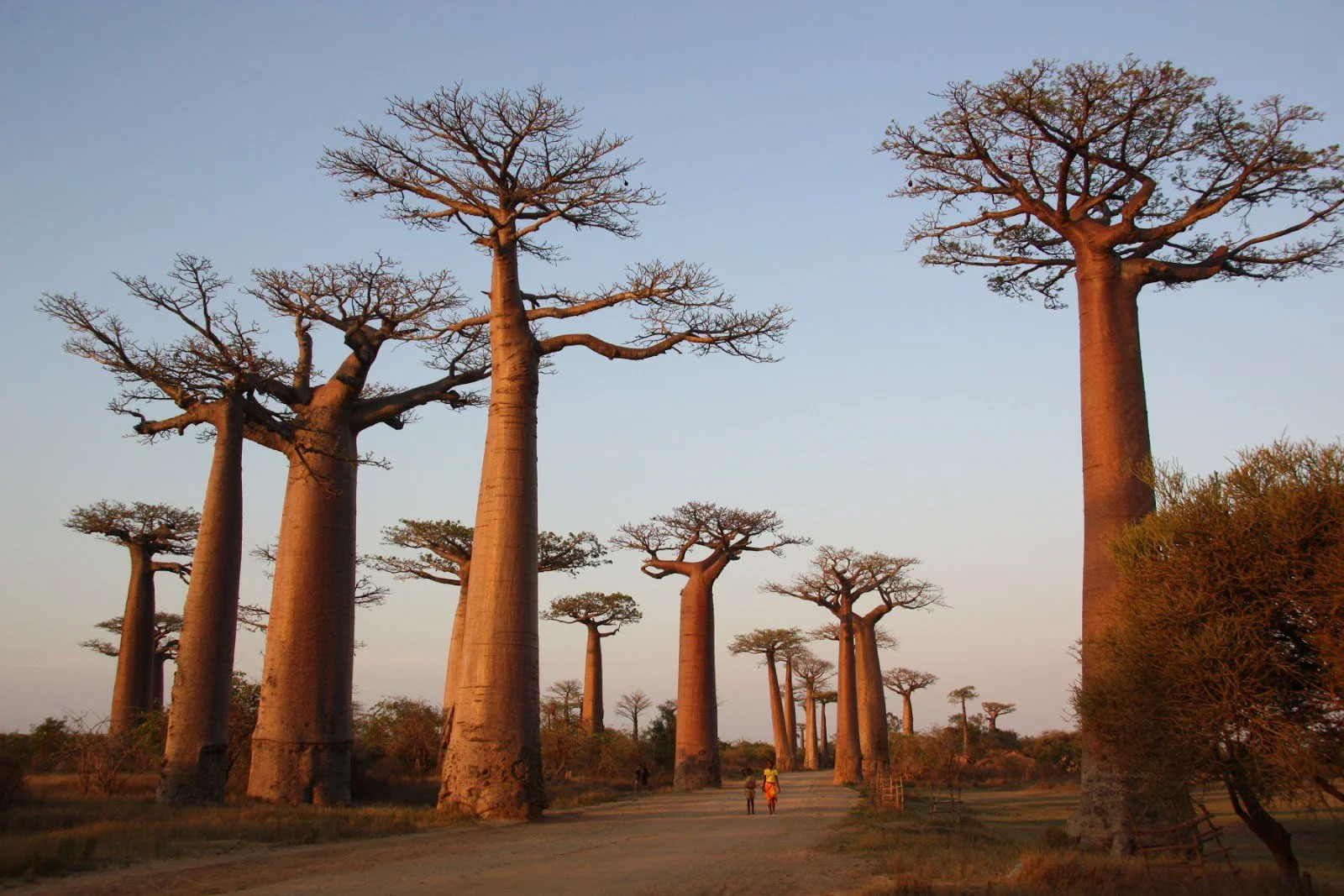 The Beautiful Splendor of Madagascar