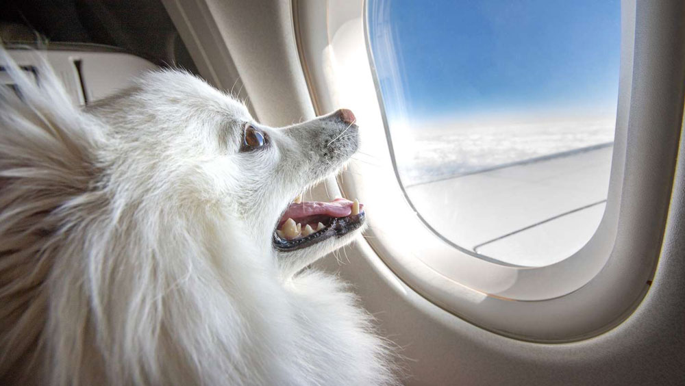 Can I Buy My Dog A Seat On An Airplane?