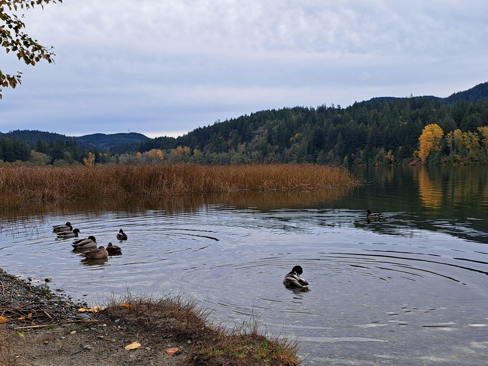 Bird Watching At Lake Padden