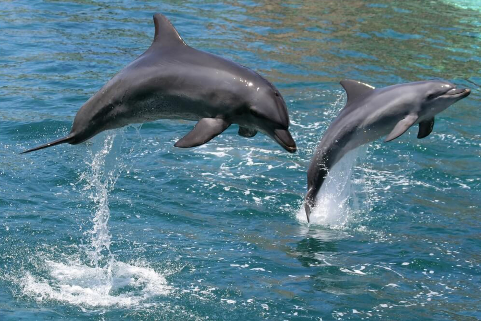 8 things to do in port aransas tx_591e1e36 9baf 4b3a a590 3c36498b11c4