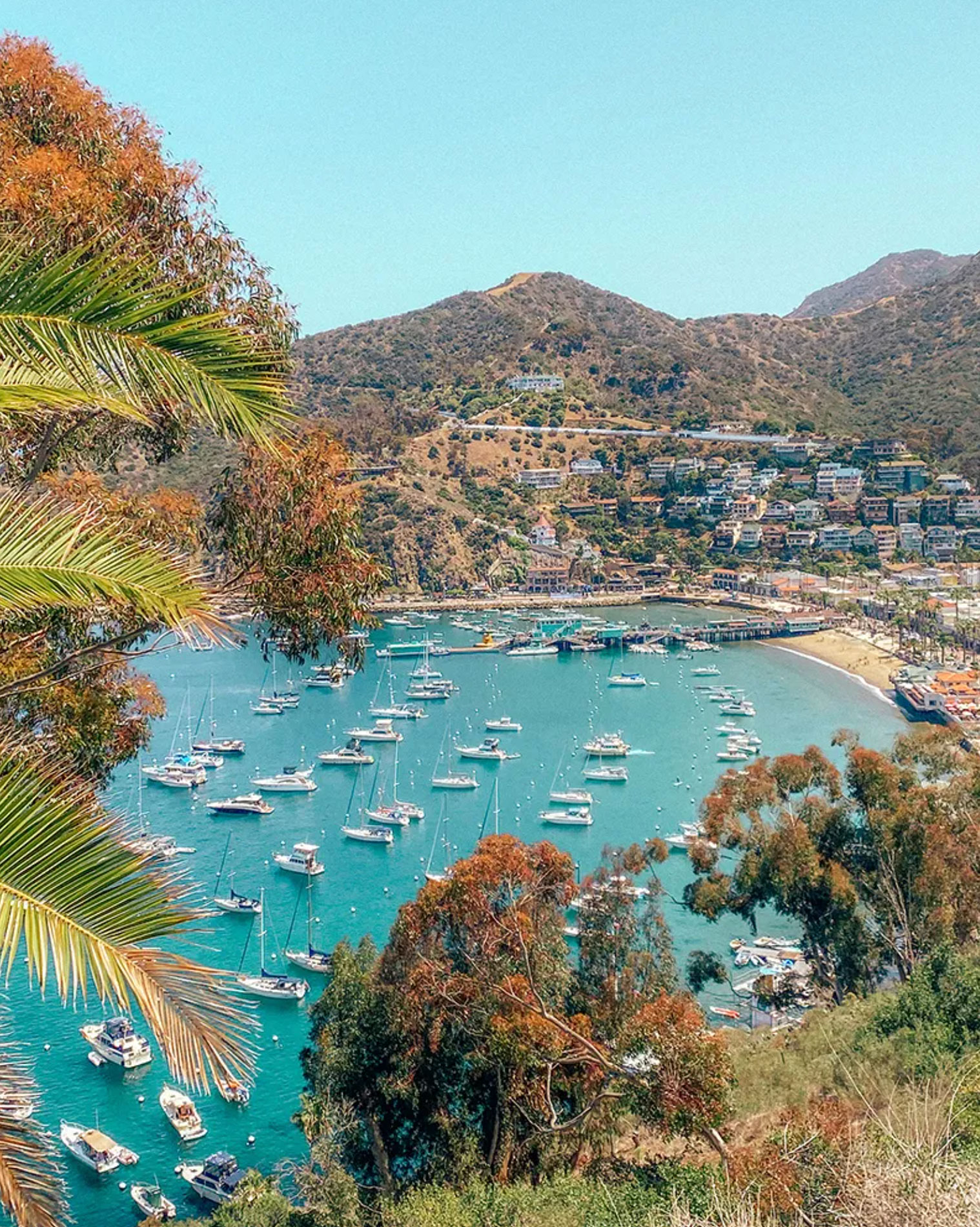 how to get to catalina island_ef72e20b 1c23 4b41 b4da 1677d79d125f