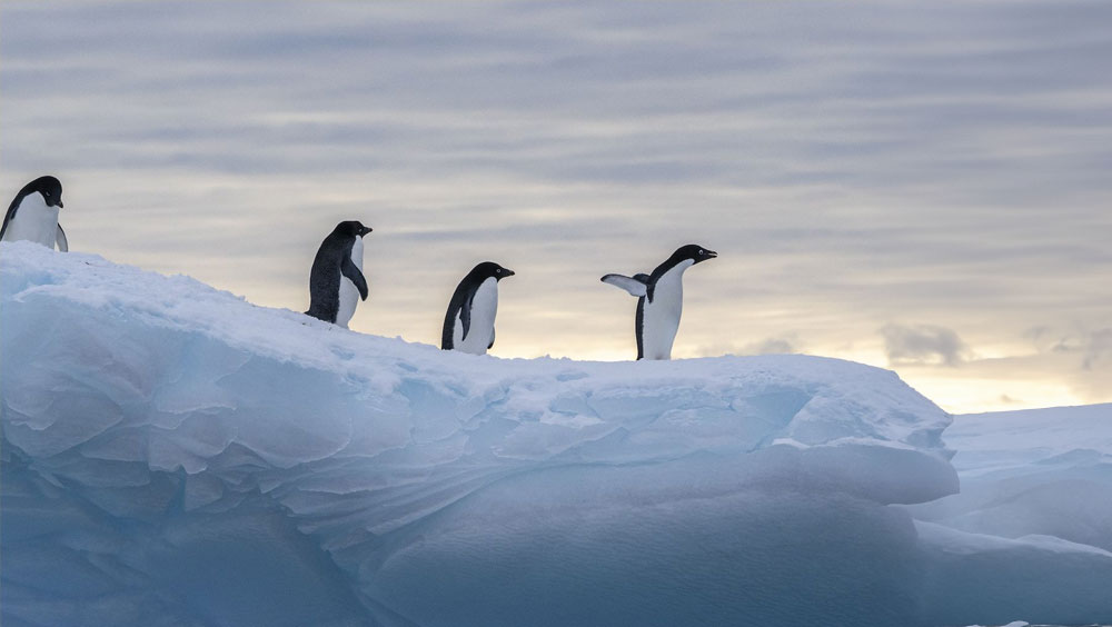How To Get To Antarctica