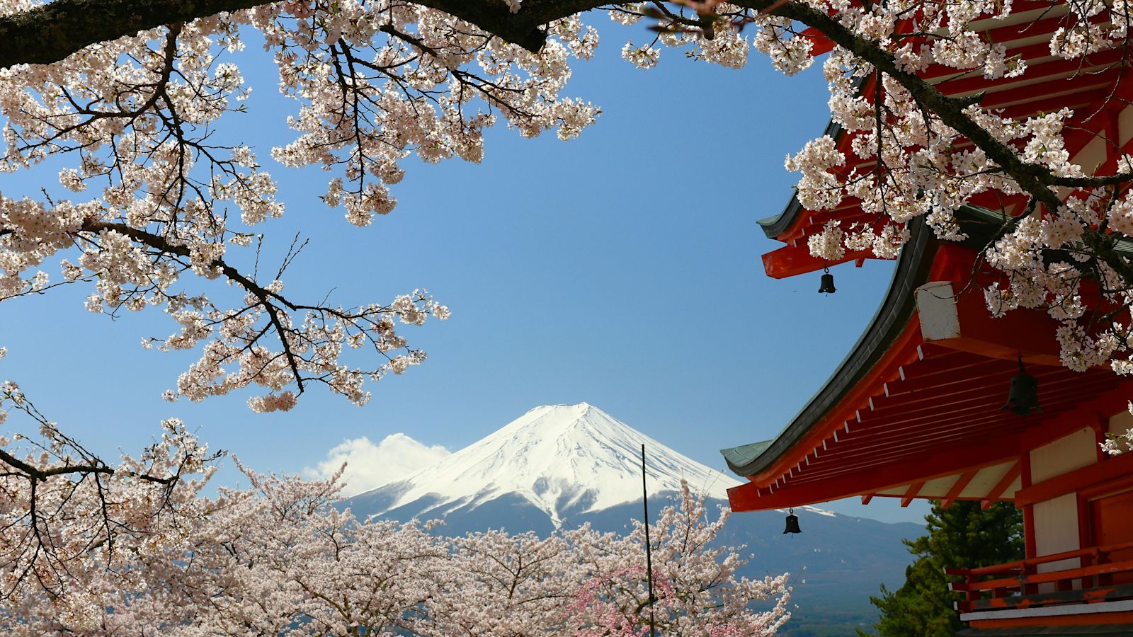 1770392303537_pexels rafael hideki tamanaha 2150924239 31418360