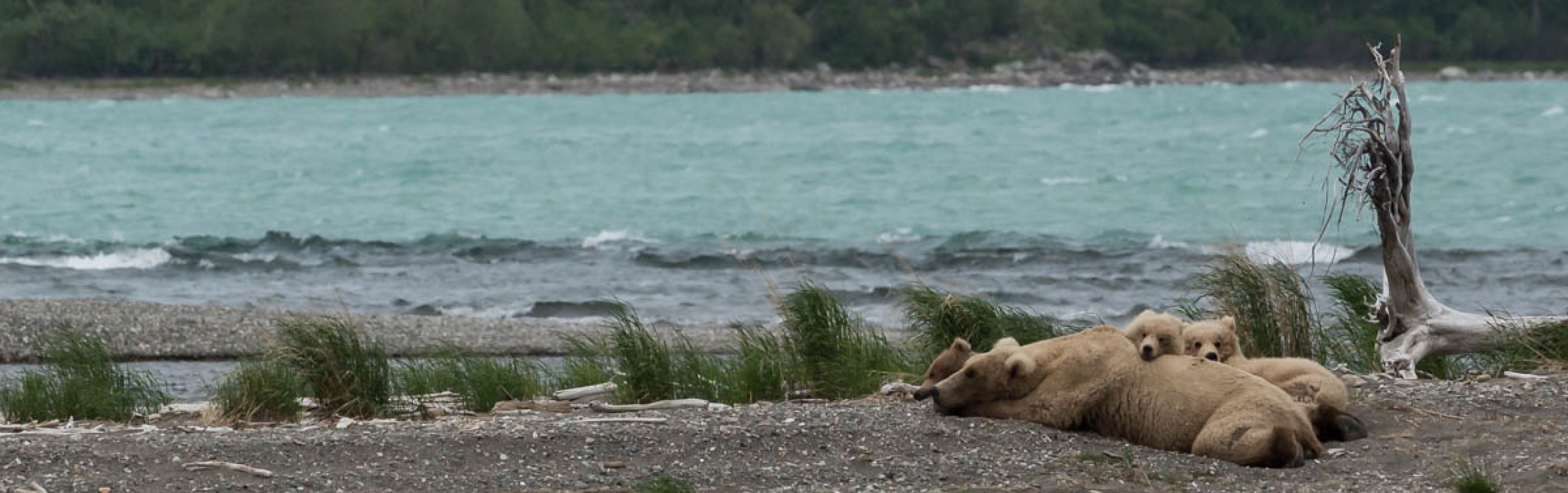 1790087006416_bear and cubs napping
