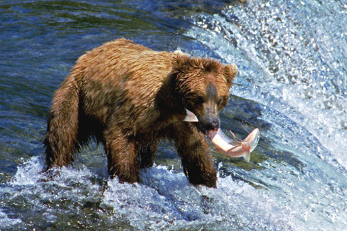 1790692366436_A053 _Katmai_National_Park _Brooks_Falls _Alaska _USA _bear_and_salmon _2002